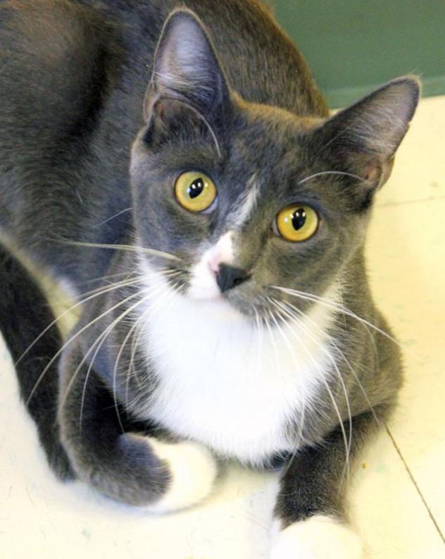 Stormy-cat-adoption-1.jpg