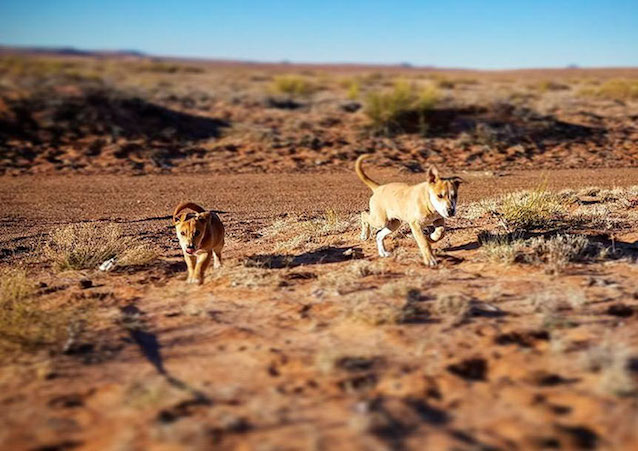Stray-Desert-Puppies-1.jpg