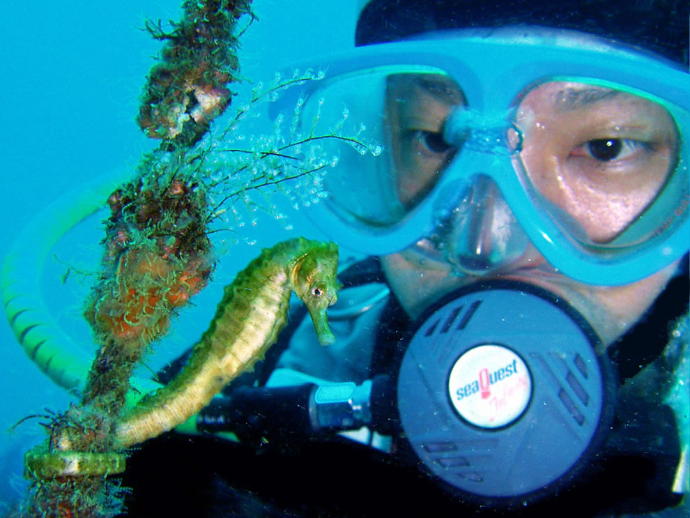 Suba-diving-with-a-great-seahorse.jpg
