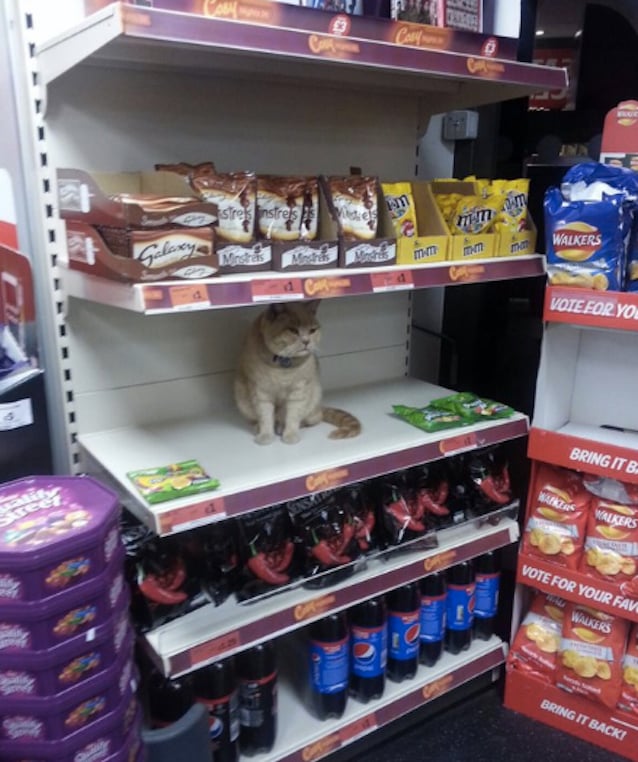 Supermarket-Cat-1.jpg