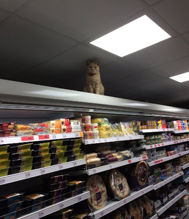 Supermarket-Cat-2.jpg