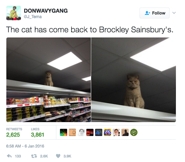 Supermarket-Cat-3.jpg