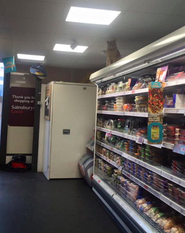 Supermarket-Cat-4.jpg