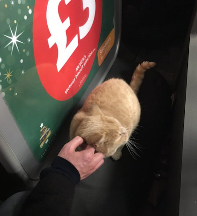Supermarket-Cat-5.jpg