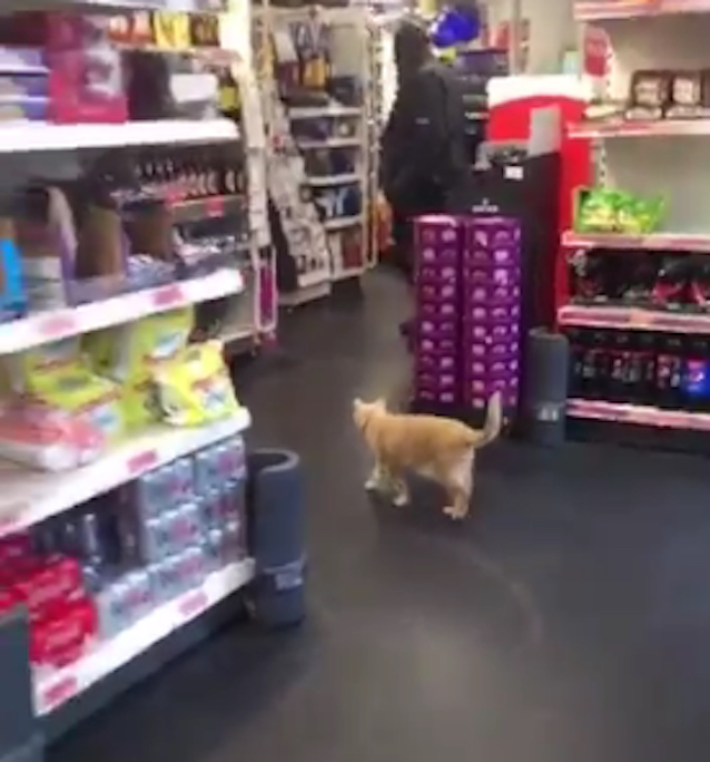 Supermarket-Cat-6.jpg