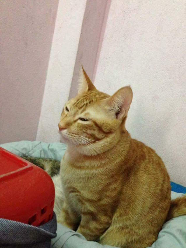 Supportive-Daddy-Cat-1.jpg