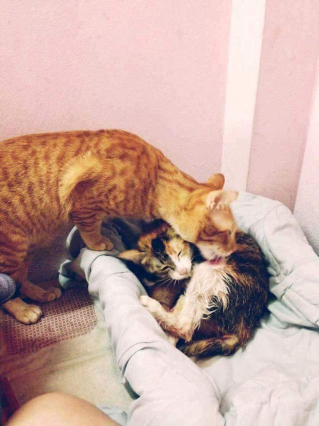 Supportive-Daddy-Cat-2.jpg