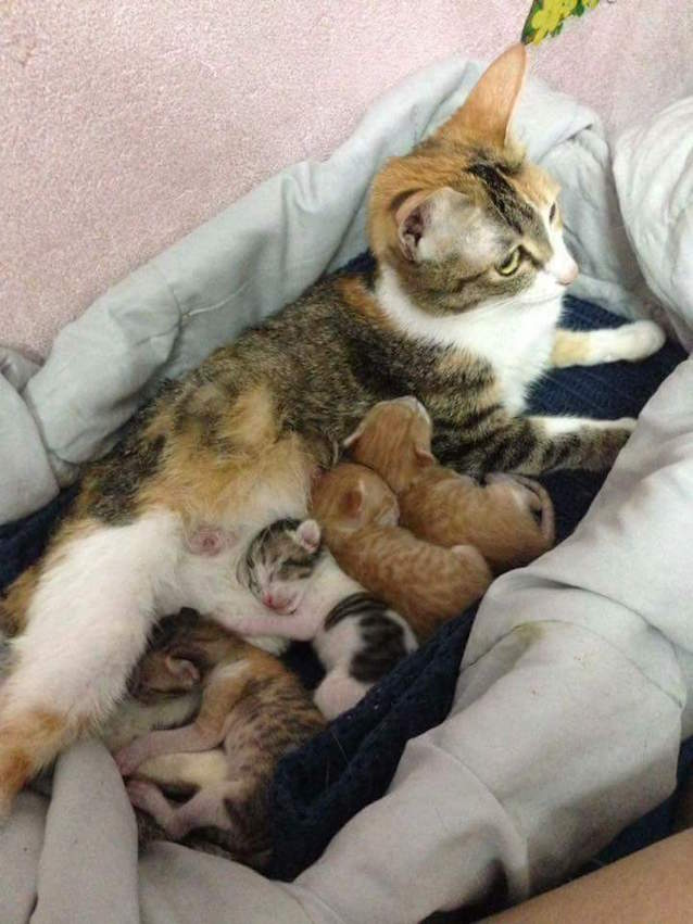 Supportive-Daddy-Cat-3.jpg