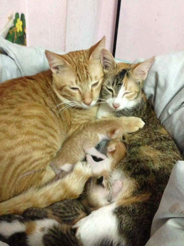 Supportive-Daddy-Cat-4.jpg