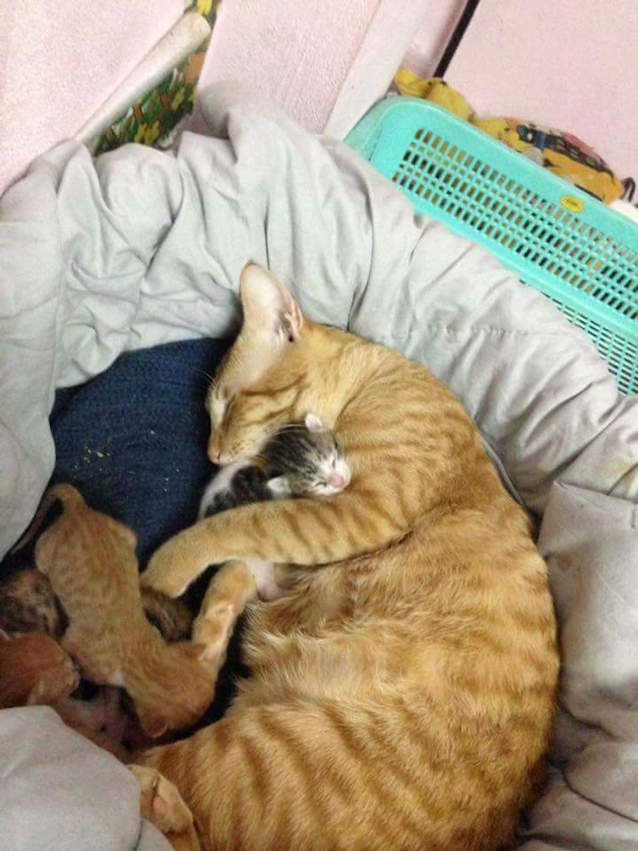 Supportive-Daddy-Cat-5.jpg