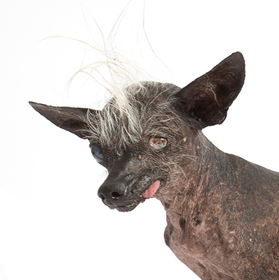 Sweepee-Rambo-2016-Worlds-Ugliest-Dog-400.jpg