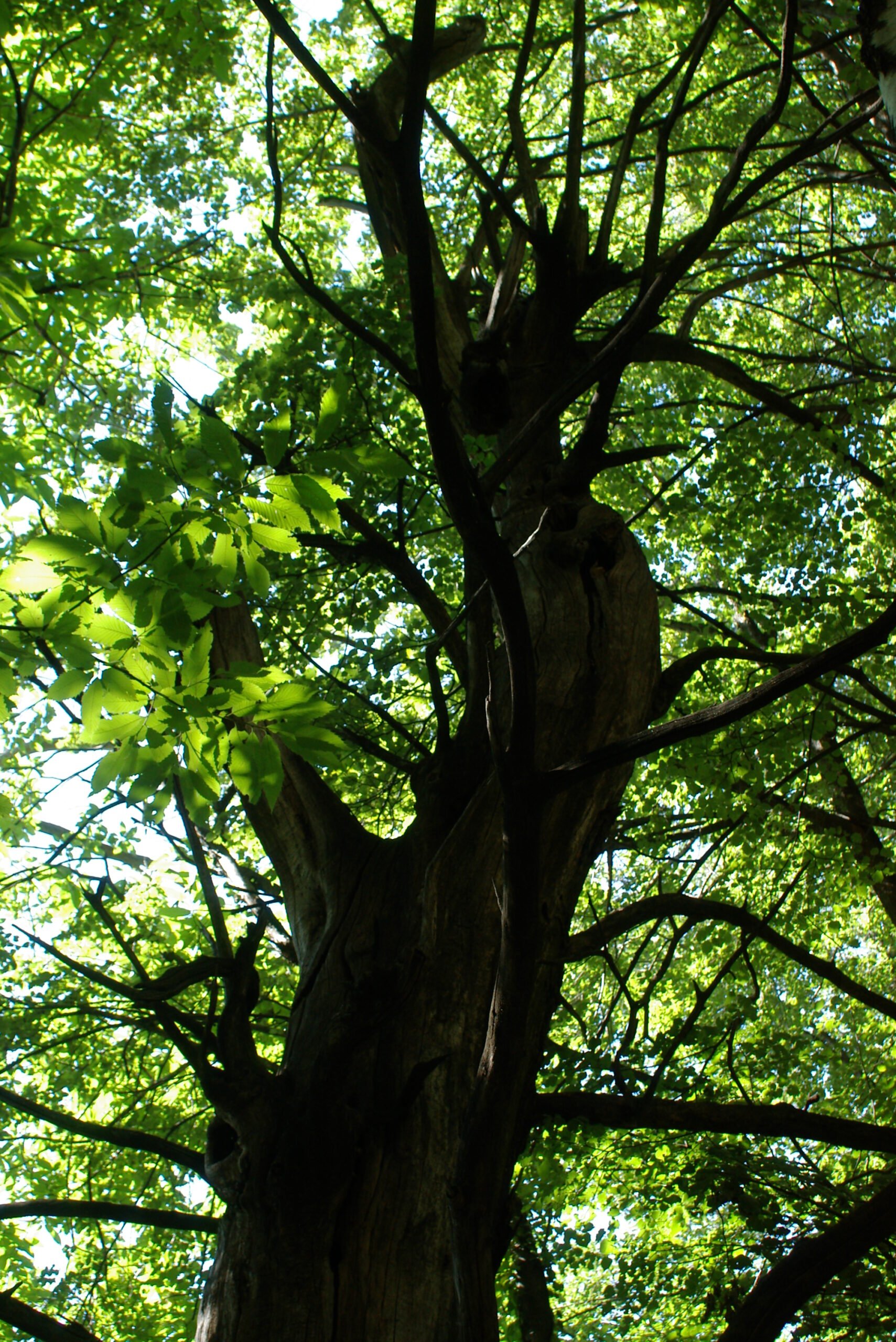 Sweet_Chestnut_Forest.jpg