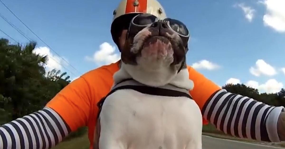 Sweets Bull Dog Waves At Biker