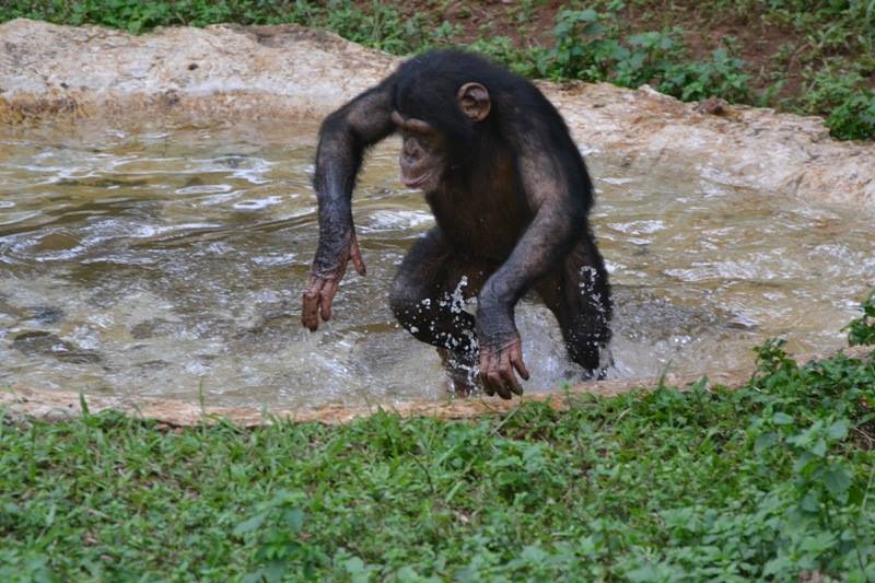 Swimming-Chimps-2.jpg