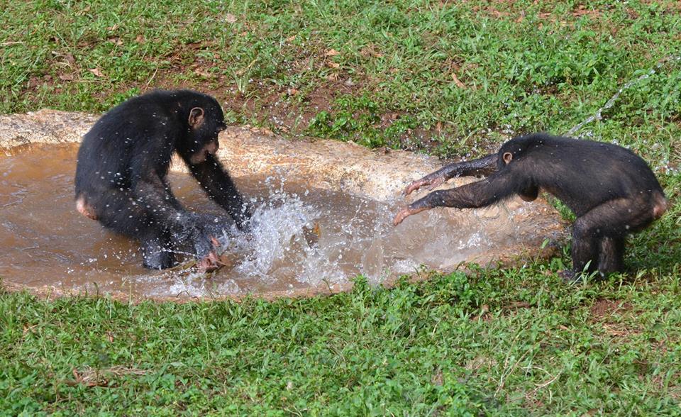 Swimming-Chimps-3.jpg