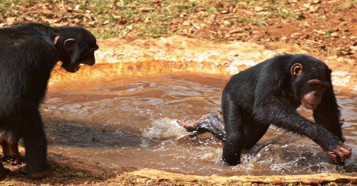 Swimming Chimps Feature 2