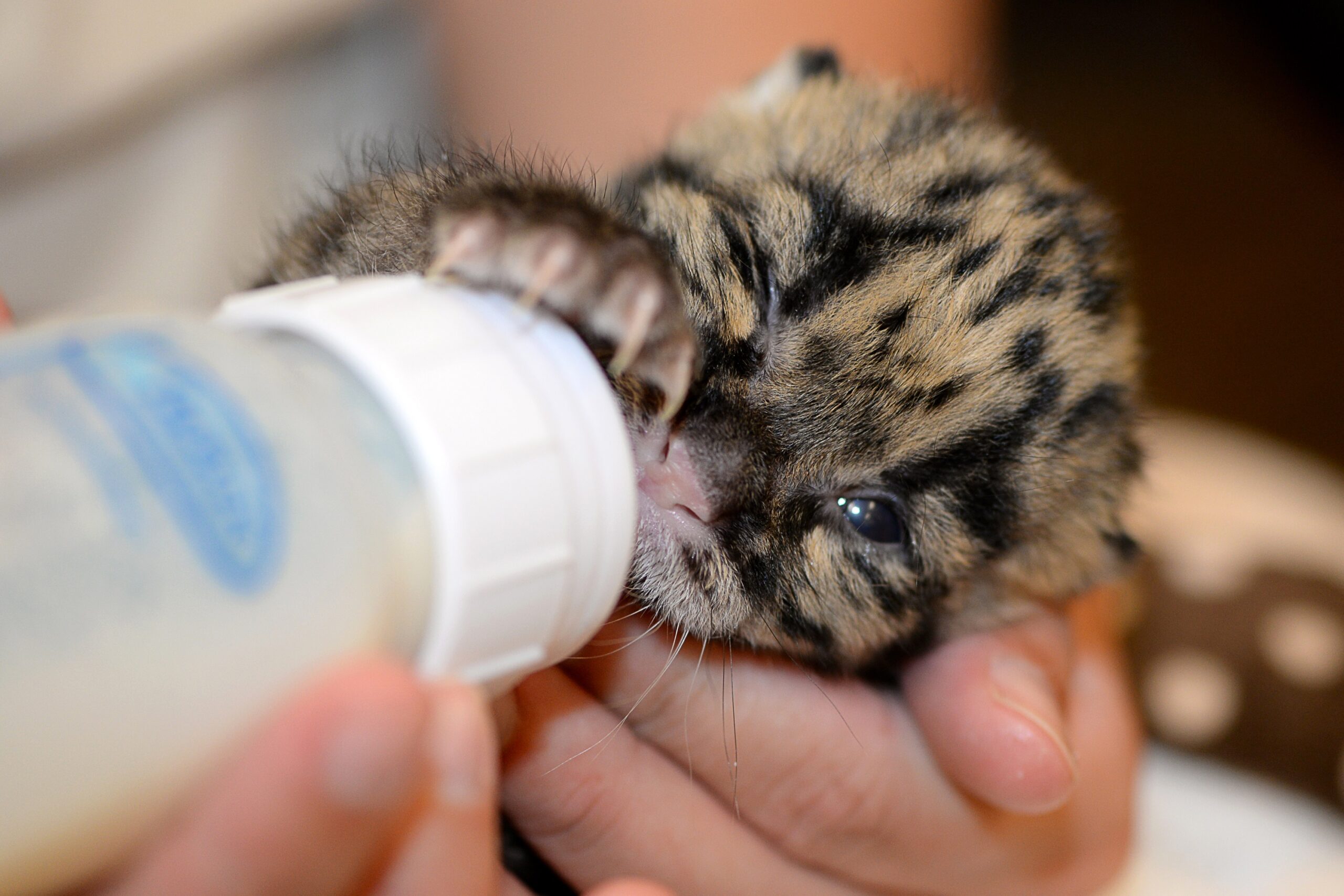 TLPZ-clouded-leopard-kitten-7-mar-16-2015-copy.jpg