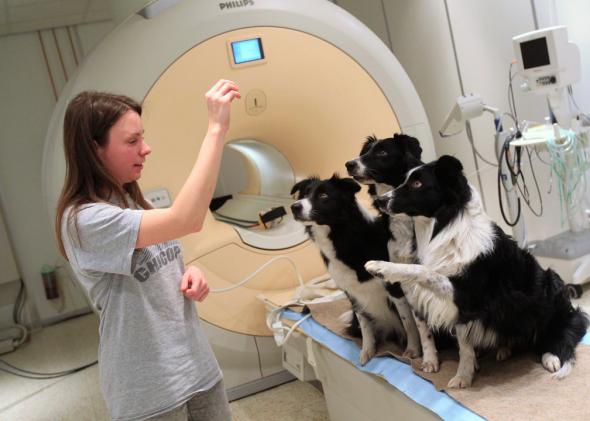 TNC140224_DogBrains1080x720-3.CROP_.promo-mediumlarge.jpg