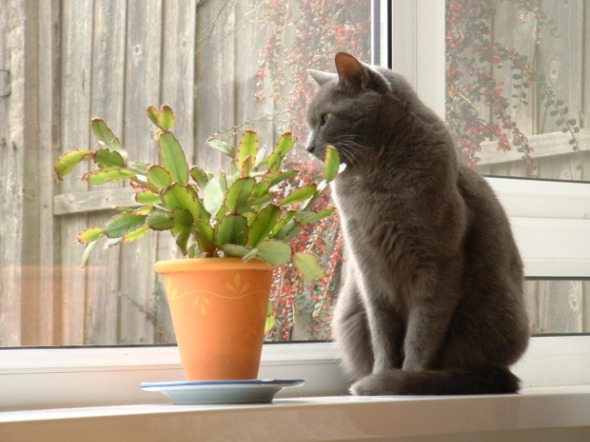 TOXICPLANTS2.jpg