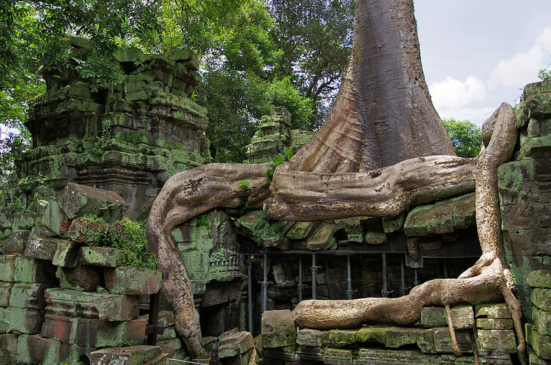 Ta_Prohm_Angkor_giant_tree.jpg