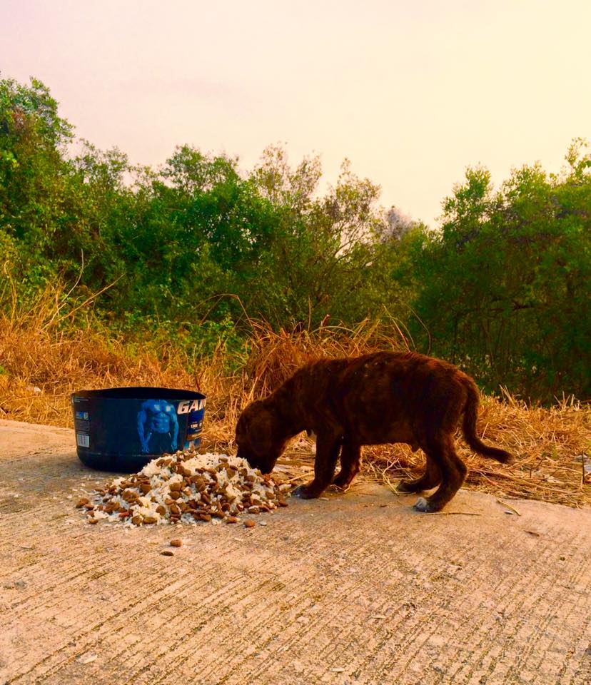Thailand-Strays-10.jpg