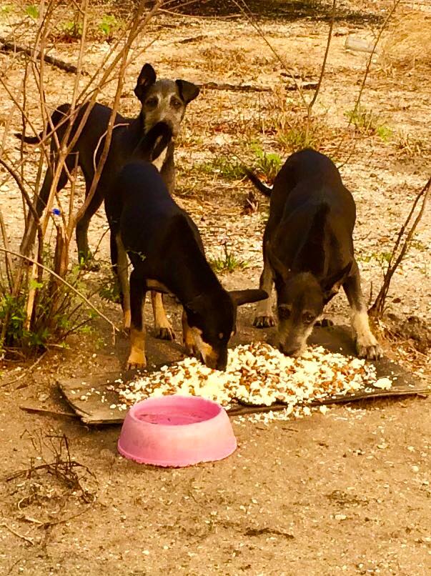 Thailand-Strays-2.jpg