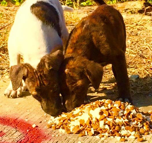 Thailand-Strays-3.jpg