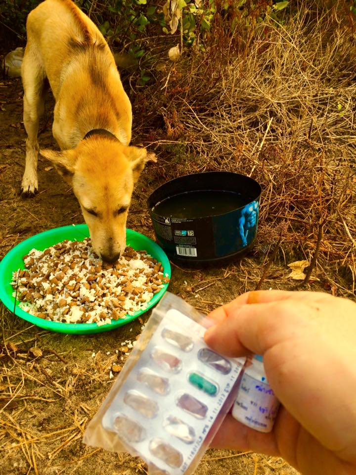 Thailand-Strays-7.jpg