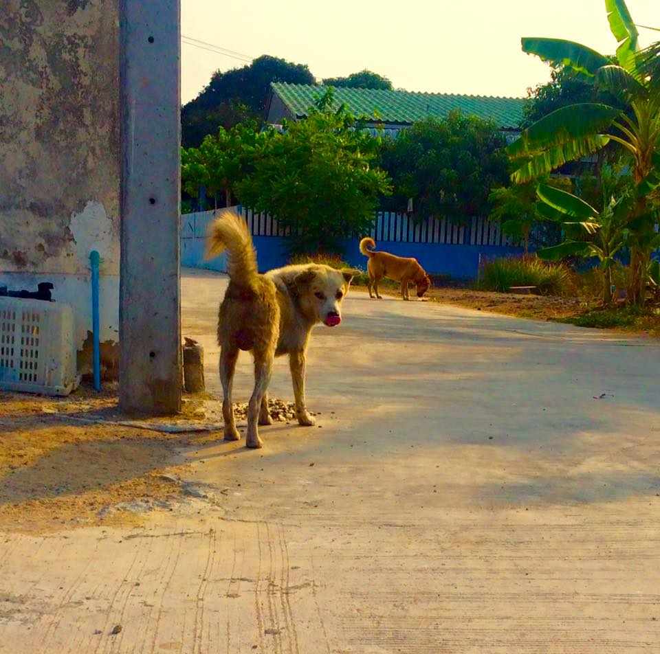 Thailand-Strays-9.jpg