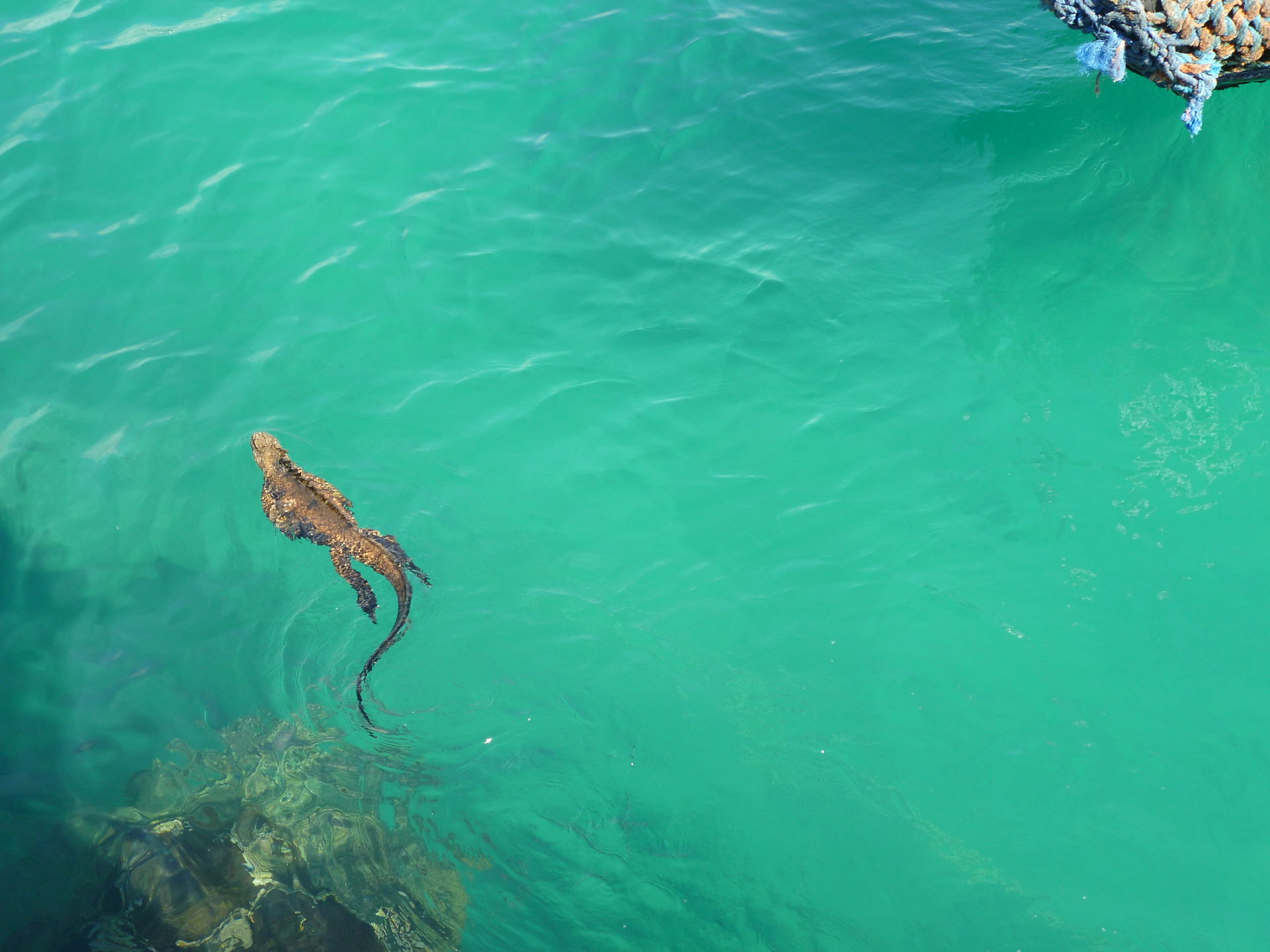 The_marine_iguana_Amblyrhynchus_cristatus_Gal_pagos_Islands_Santa_Cruz.jpg