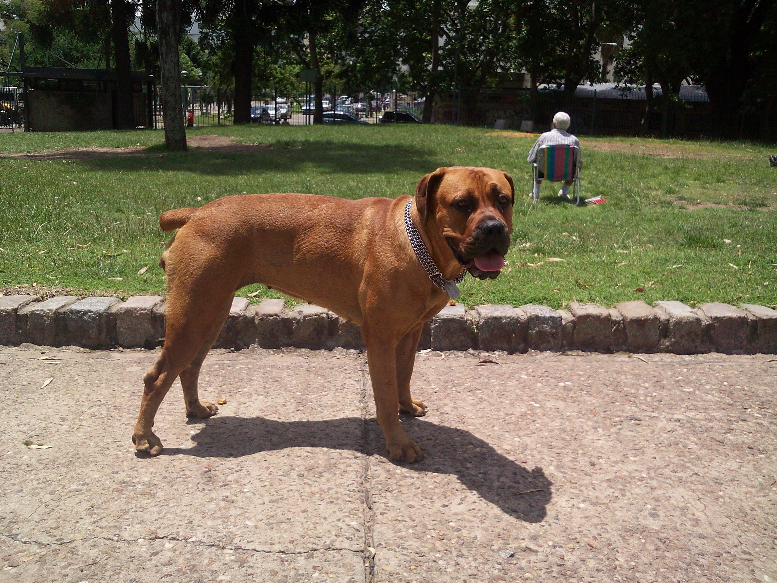 Themba_Boerboel.jpg