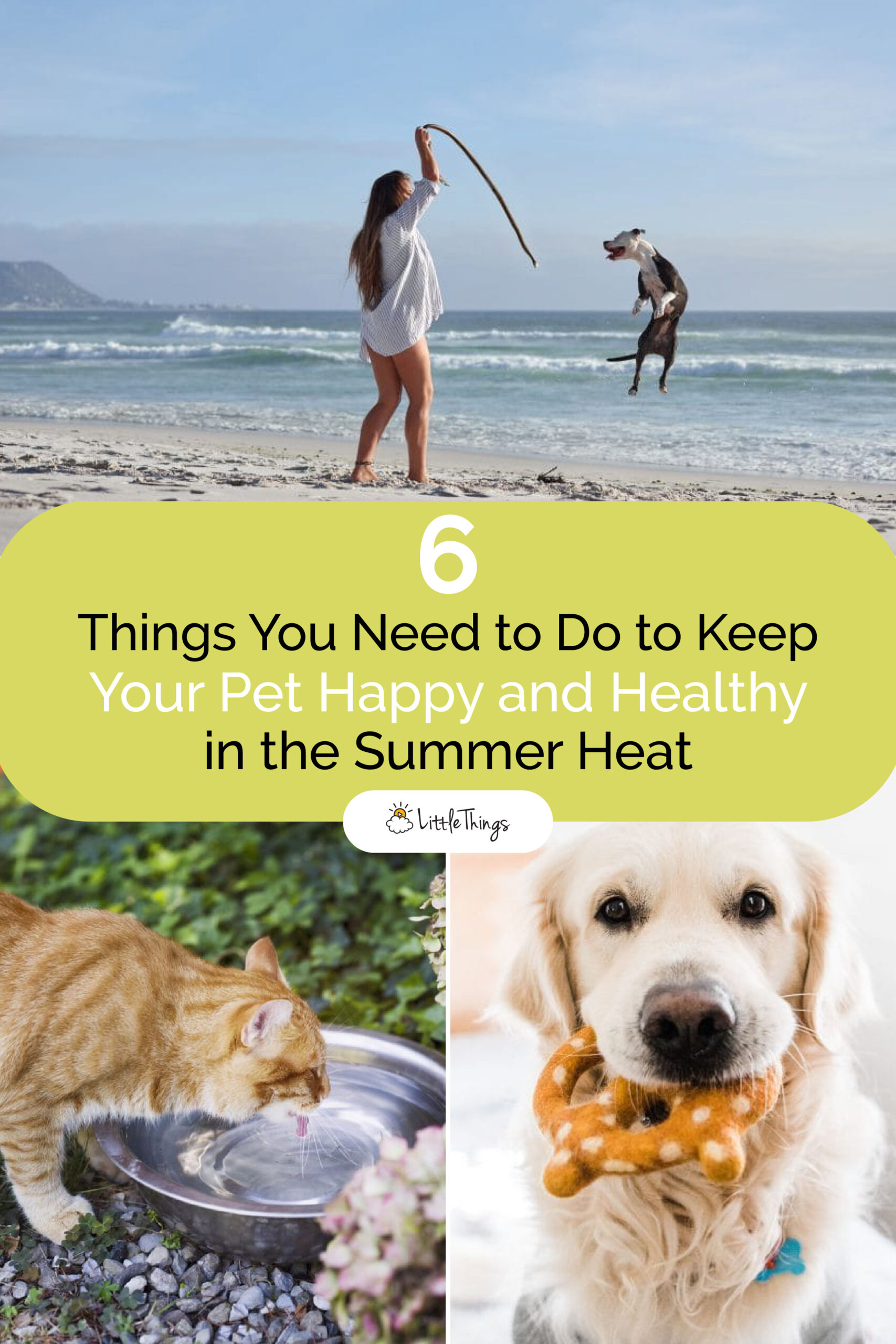 Things-you-need-to-do-to-keep-your-pet-happy-and-healthy-in-the-summer-heat-pinterest-image.jpg