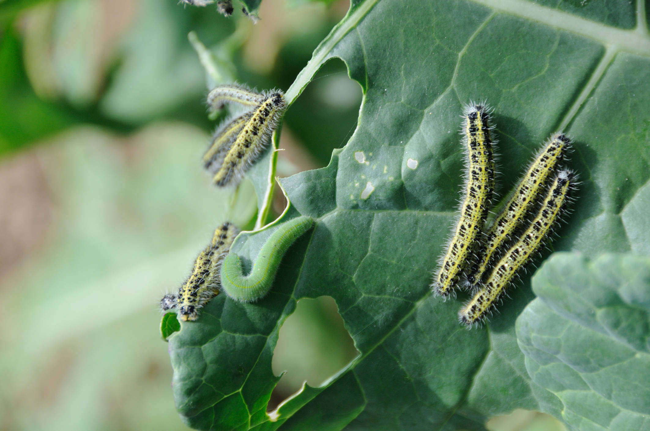 Cabbage white caterpillar eating its way through a crop