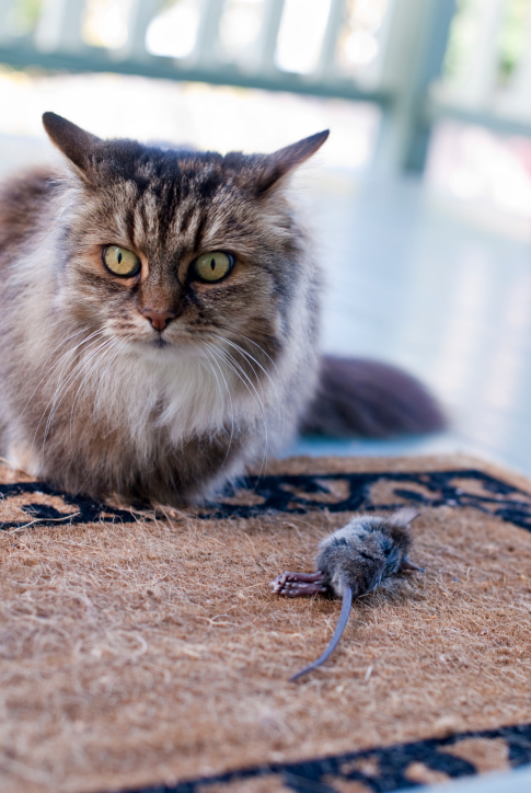 ThinkstockPhotos-149071277.jpg