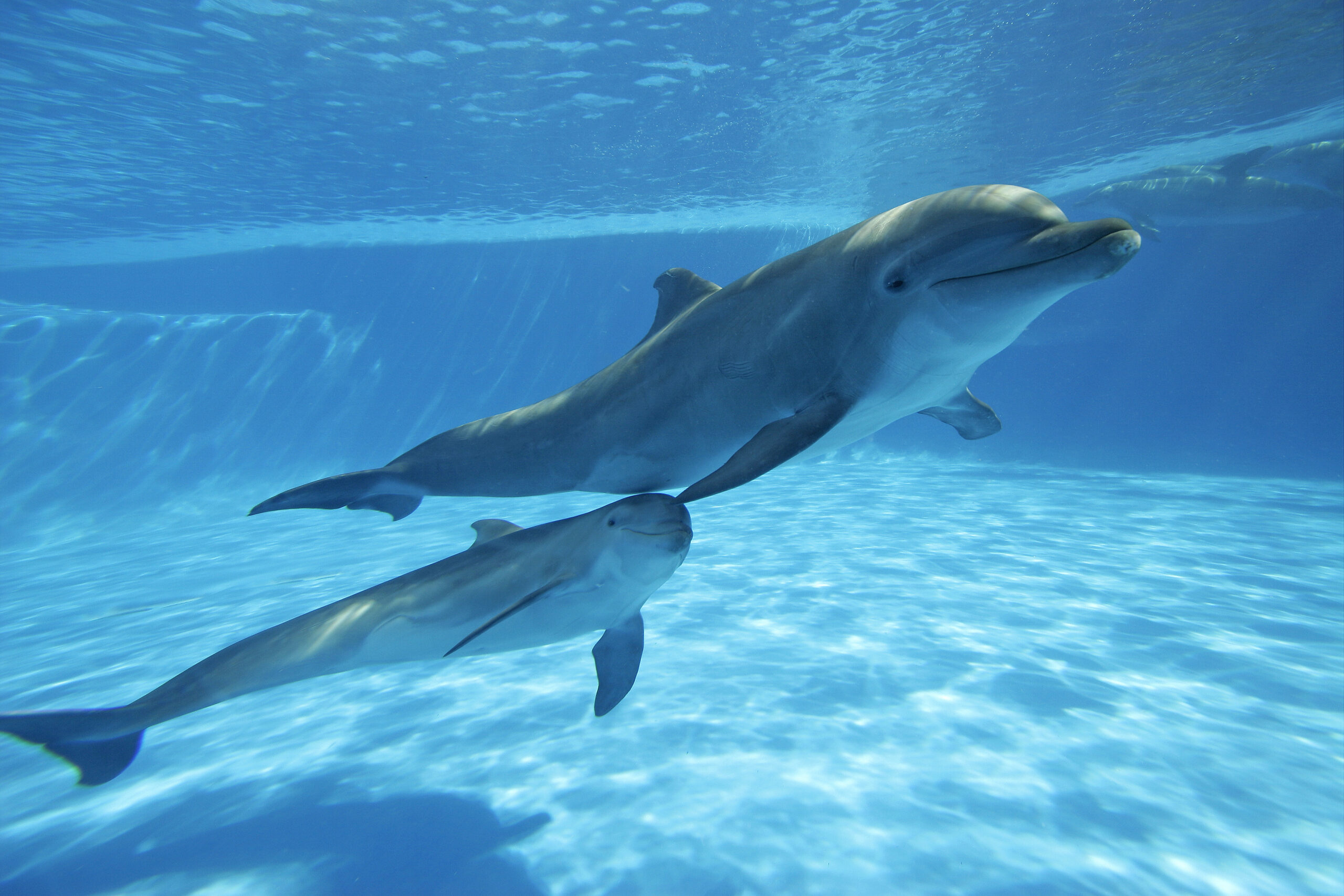 underwater dolphin underwater dolphin
