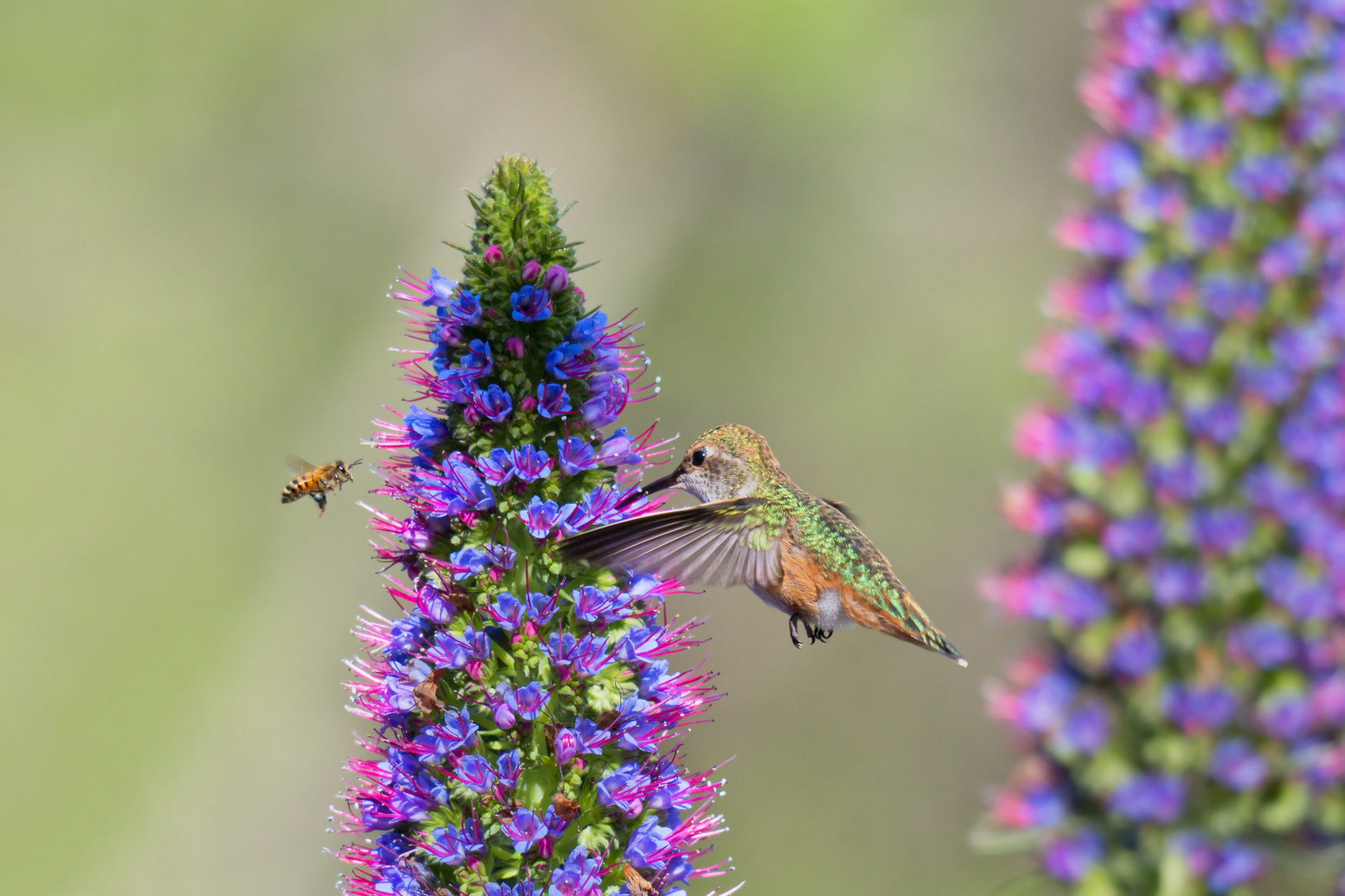 Hummingbird and Honey Bee