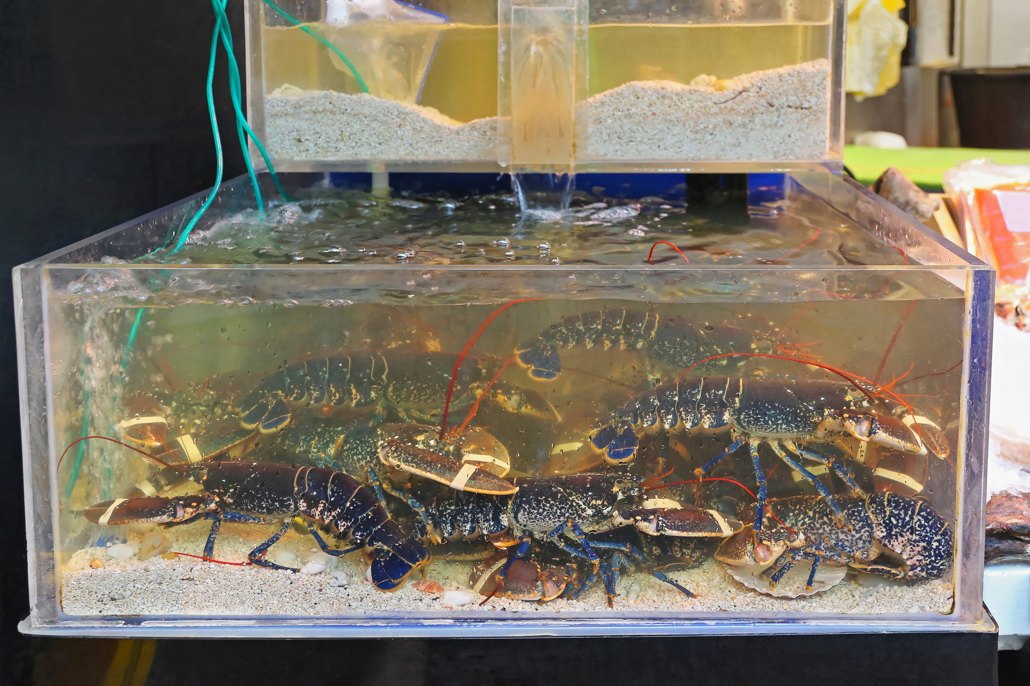 Lobsters in Tank