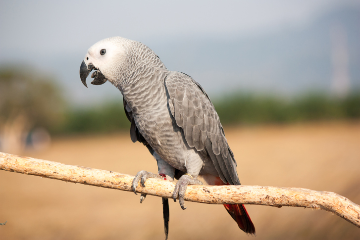 ThinkstockPhotos-511309964.jpg