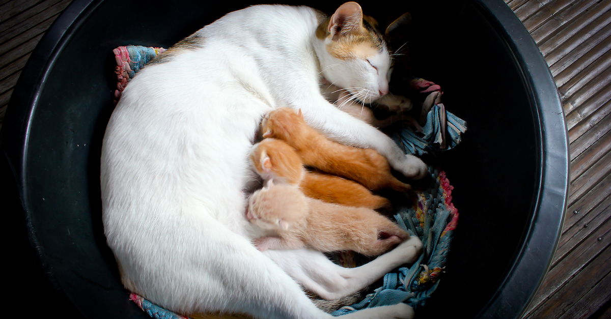 Cat Nursing Kittens