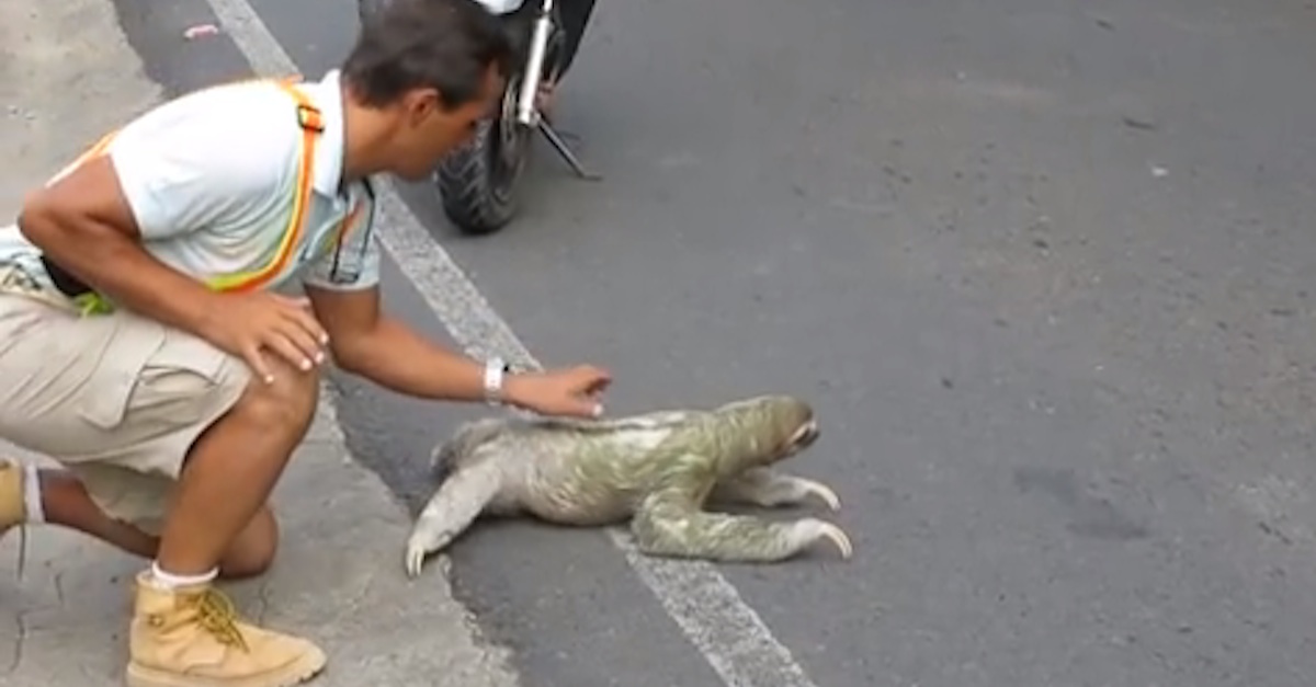 Three-toed sloth crossing the road in Costa Rica