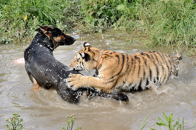 DOG AND TIGER BEST FRIENDS