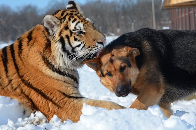 DOG AND TIGER BEST FRIENDS