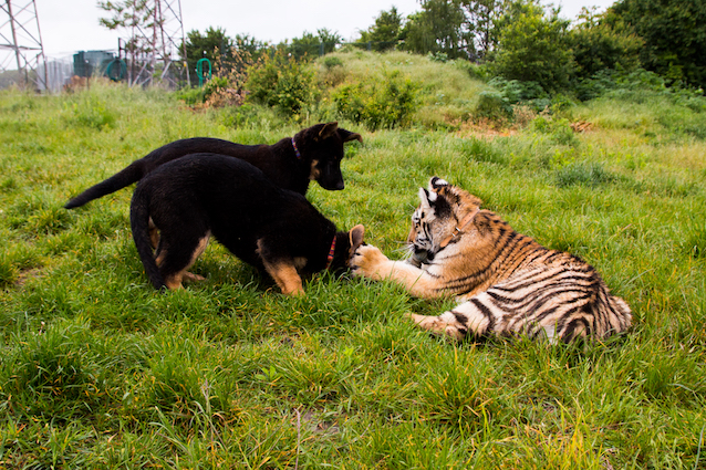 DOG AND TIGER BEST FRIENDS