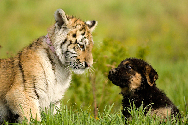 DOG AND TIGER BEST FRIENDS