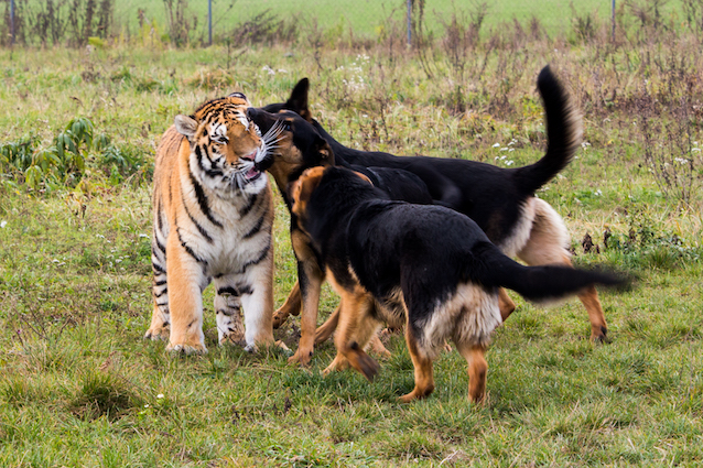 DOG AND TIGER BEST FRIENDS