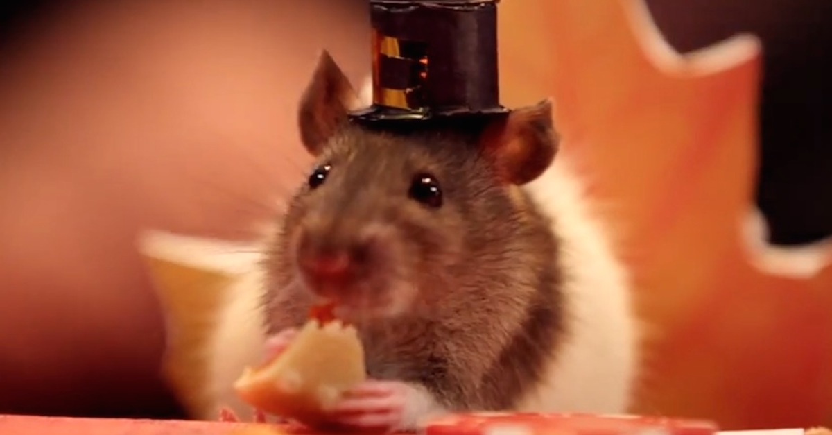 Tiny Hamster Thanksgiving