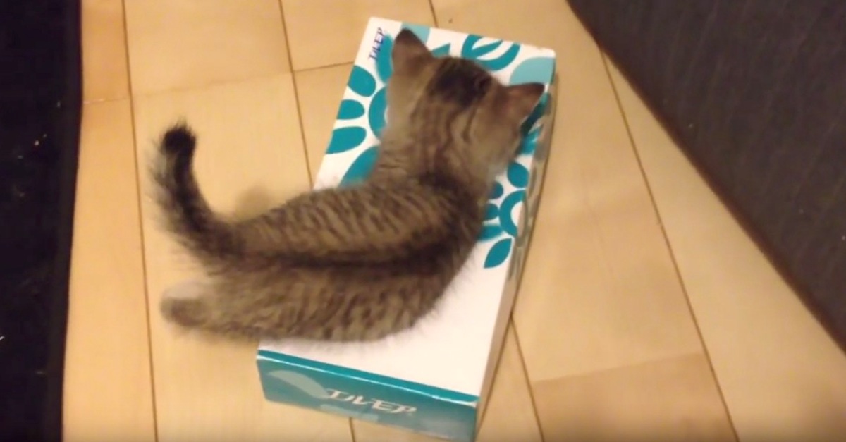 Tiny Kittens Playing In Kleenex Box - Funny