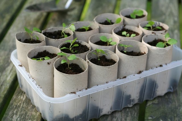 Toilet-roll-seedlings.jpg