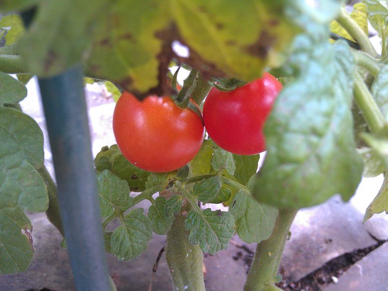 Tomato-Planter-8.jpg