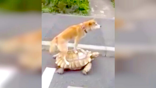 Tortoise moves along with dog